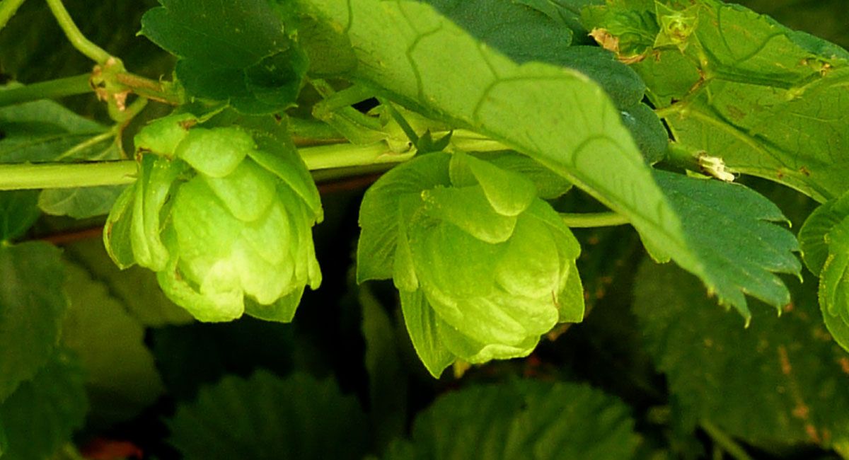 Hops Vines Close-up